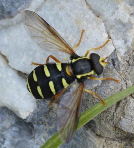 Réf. 209 092 : Philhelius citrofasciatum